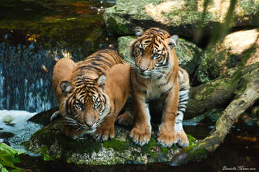 Tigers on a Rock