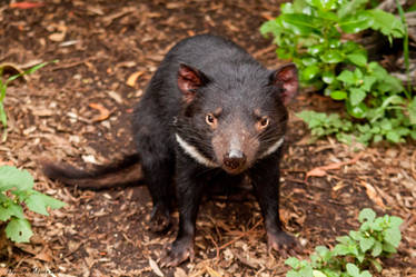 Tasmanian Devil