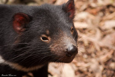 Tasmanian Devil Close-Up