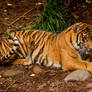 Tiger Posing
