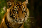 Tiger Stare by daniellepowell82