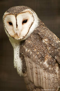 Masked Owl 2
