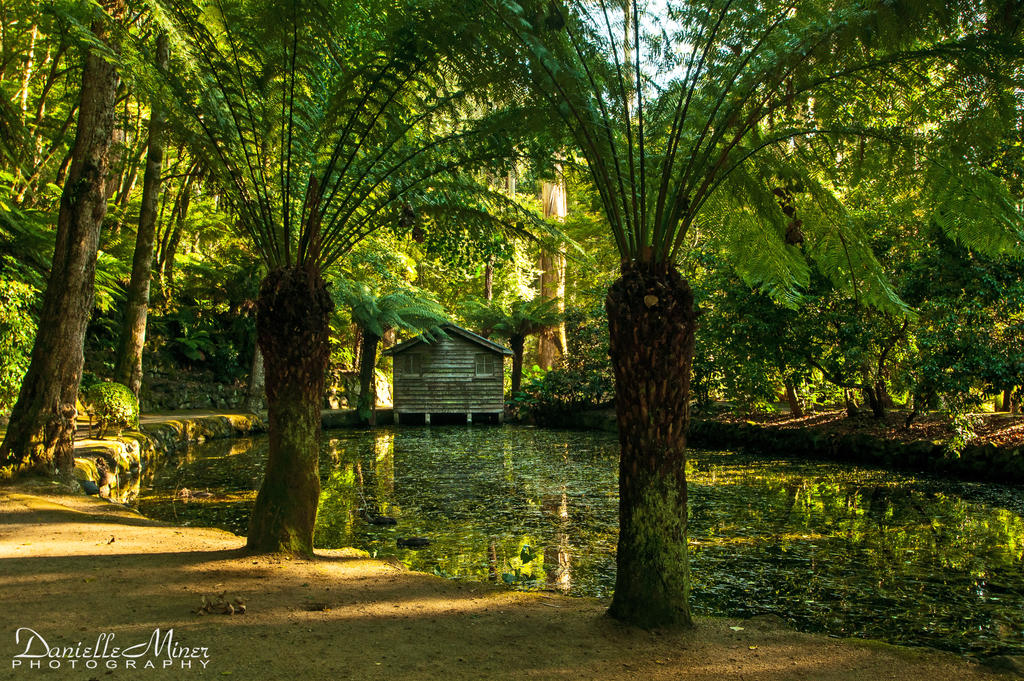 Alfred Nicholas Gardens Dandenongs 2