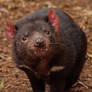 Tasmanian Devil