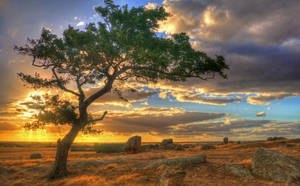 Dog Rocks Tree