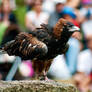 Black breasted buzzard