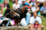 Black breasted buzzard by daniellepowell82