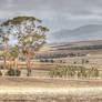 Tasmanian Landscape