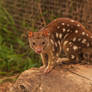 Quoll