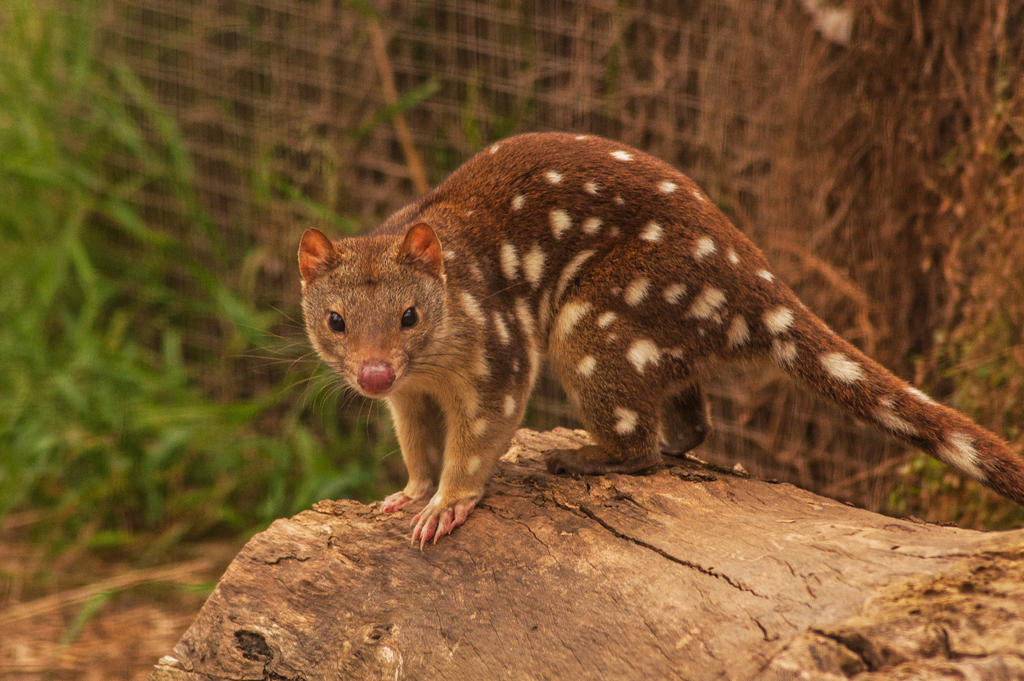 Quoll