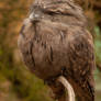 Tawny Frogmouth