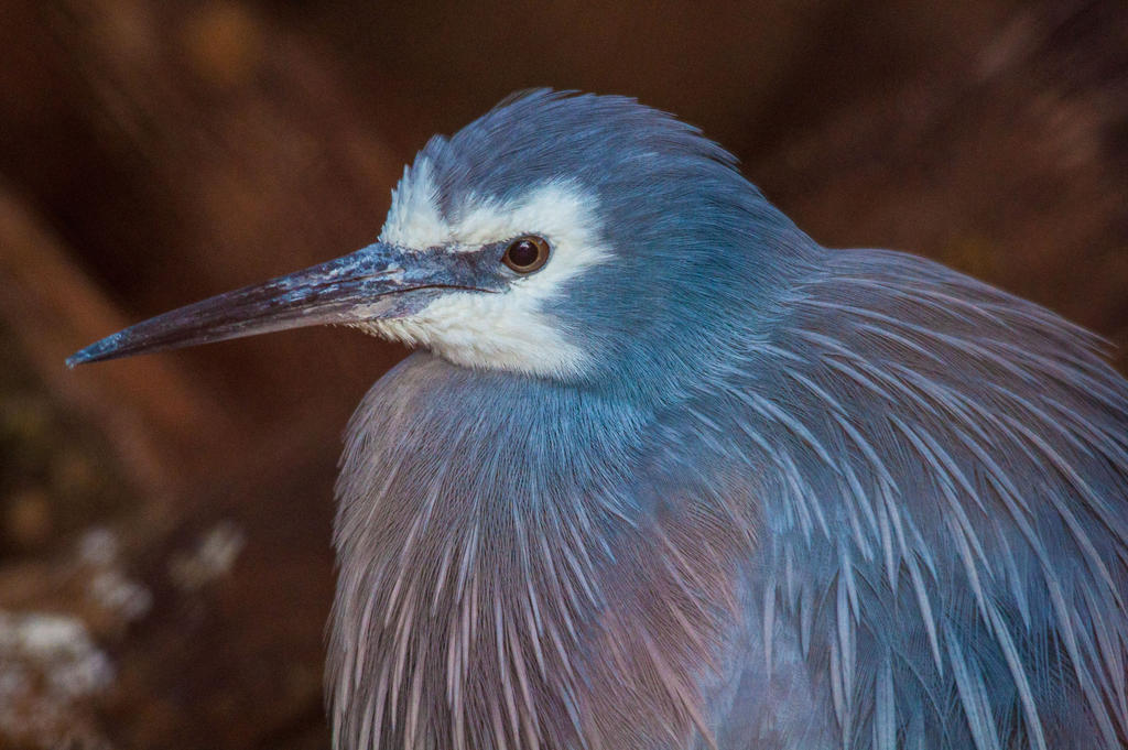 White faced heron 2