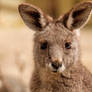 Kangaroo