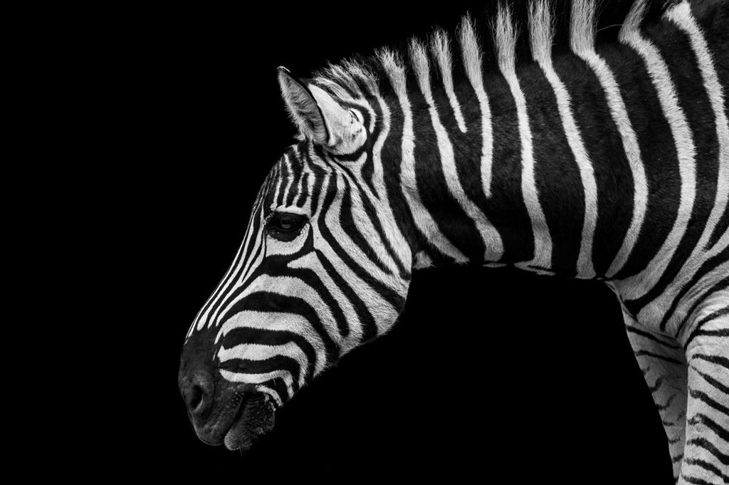 Zebra by daniellepowell82 Zebra by daniellepowell82