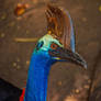 Cassowary