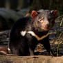 Tasmanian Devil 3