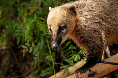 Coati