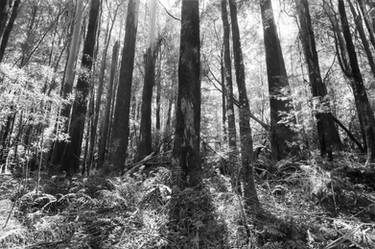 Otway Trees BW