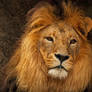 Lion Portrait