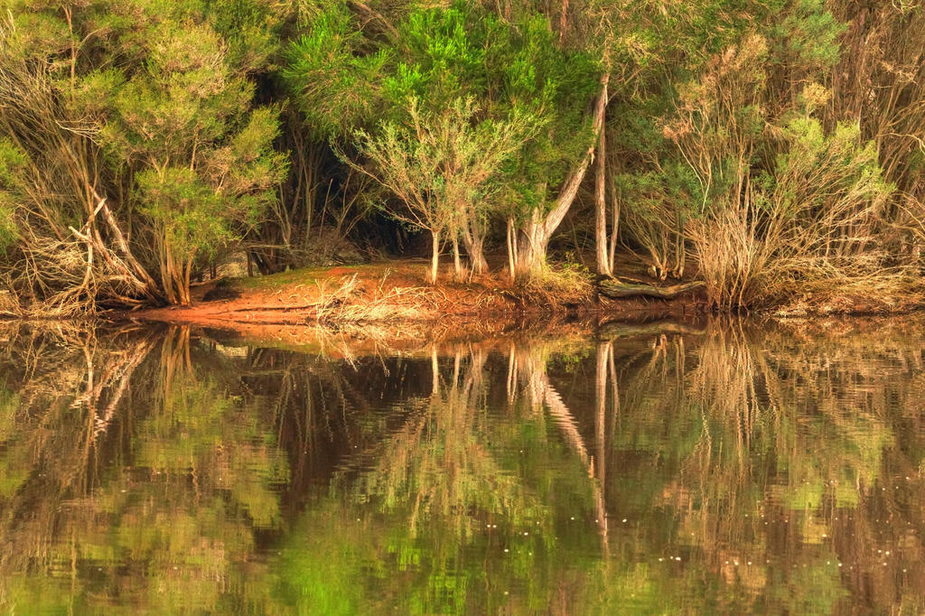 Serendip Reflections