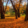 Barwon River Autumn 2