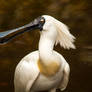 Spoonbill