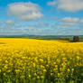 Ceres Canola