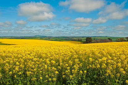 Ceres Canola