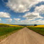 Ceres Canola 2