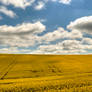 Ceres Canola 3