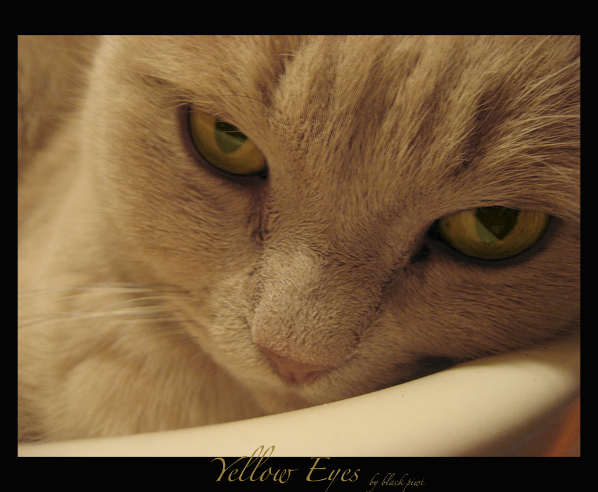 yellow eyes ...