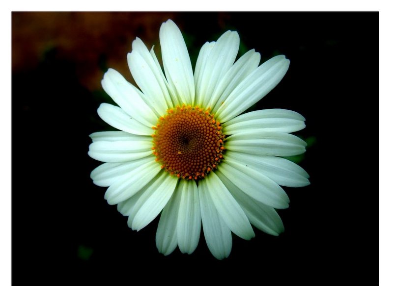 White with Orange