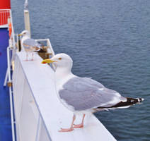 Seagull