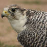 Gyr Falcon