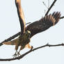 Immature Red-shouldered Hawk launching