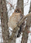 Red-shouldered Hawk December 2013 by arcadian7