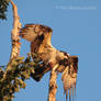 Osprey fledgling at sunset