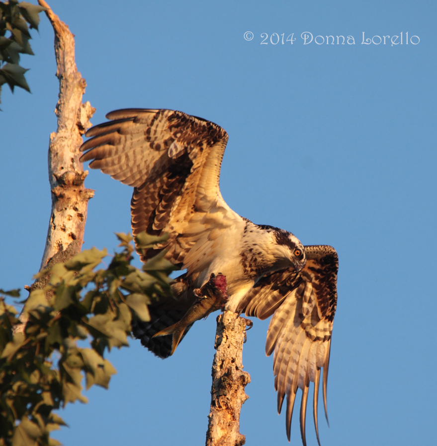 Osprey fledgling at sunset