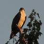 Young male Osprey at sunset