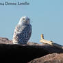 Female Snowy Owl