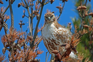 Immature Red-tailed Hawk by arcadian7