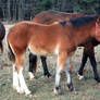 Mare and Foal Stock 5