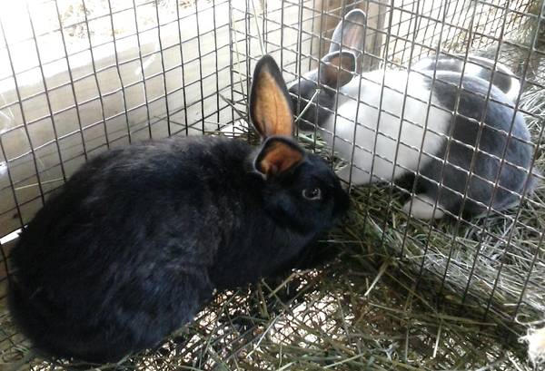 Mixed Breed Rabbit 9 by ItalianPitbull-Stock on DeviantArt