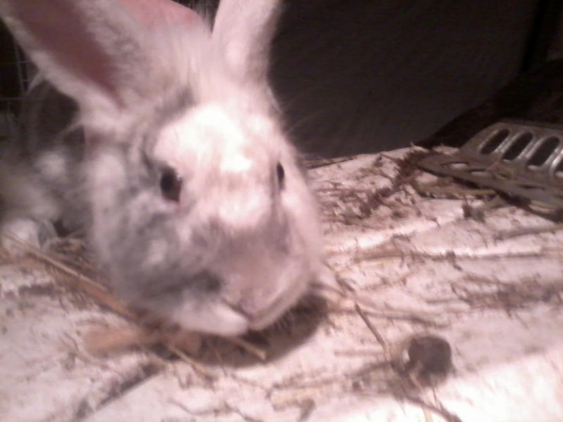 Harlequin Marked Rabbit 4 by ItalianPitbull-Stock on DeviantArt