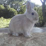 Netherland Dwarf Stock 8