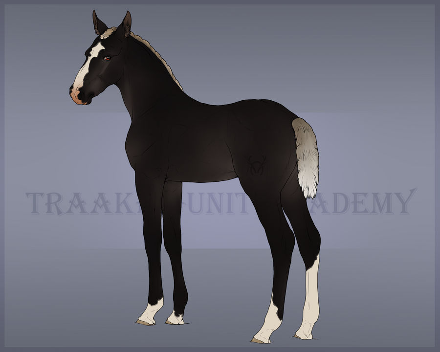 Traaker Foal Design - Crixus x Fanny