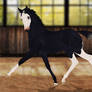 Foal Design Import - Calanthe
