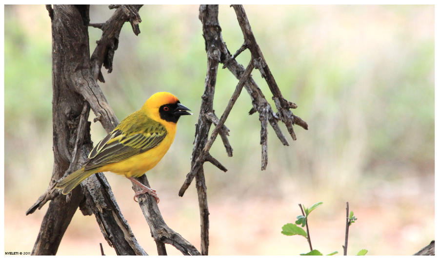 African Masked Weaver 1