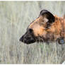 African Wild Dog Profile