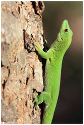 Madagascar day gecko